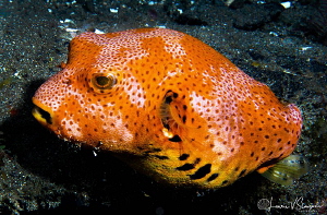 Star Puffer/Photographed with a 60 mm macro lens at Anila... by Laurie Slawson 